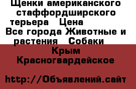 Щенки американского стаффордширского терьера › Цена ­ 20 000 - Все города Животные и растения » Собаки   . Крым,Красногвардейское